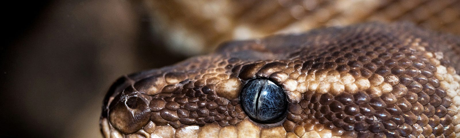 A photo of a dice snake