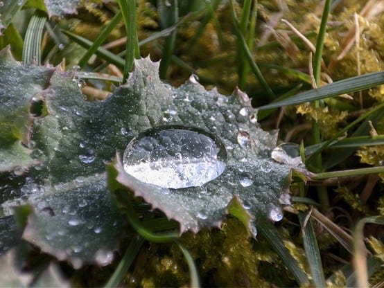 A photo of a big raindrop on a nettle like leaf with other small raindrops scatered around.