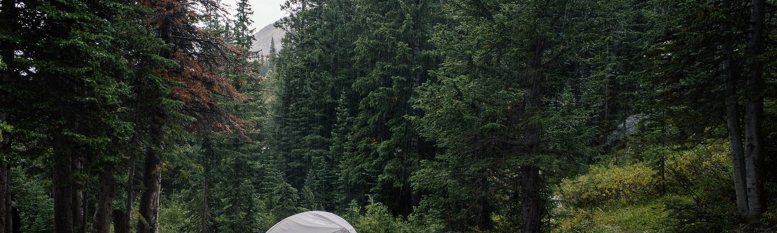 Tent on dirt area surrounded by pines.