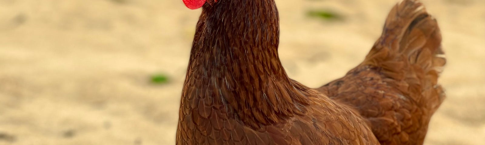 A brown hen in the desert