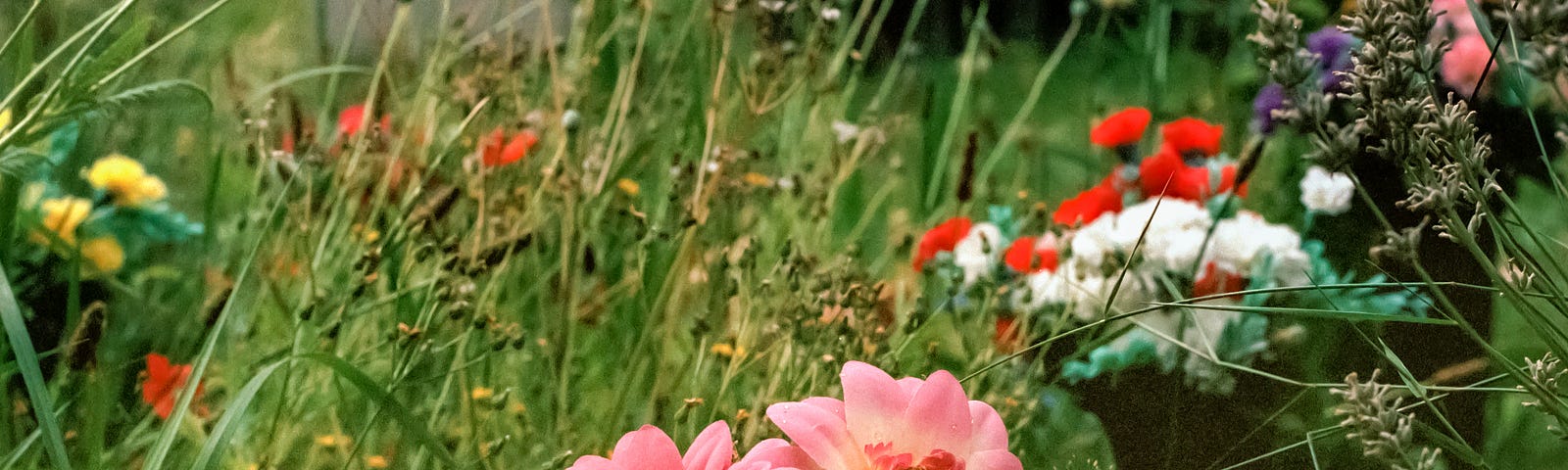 Colorful flowers in vases with gravestones in the background