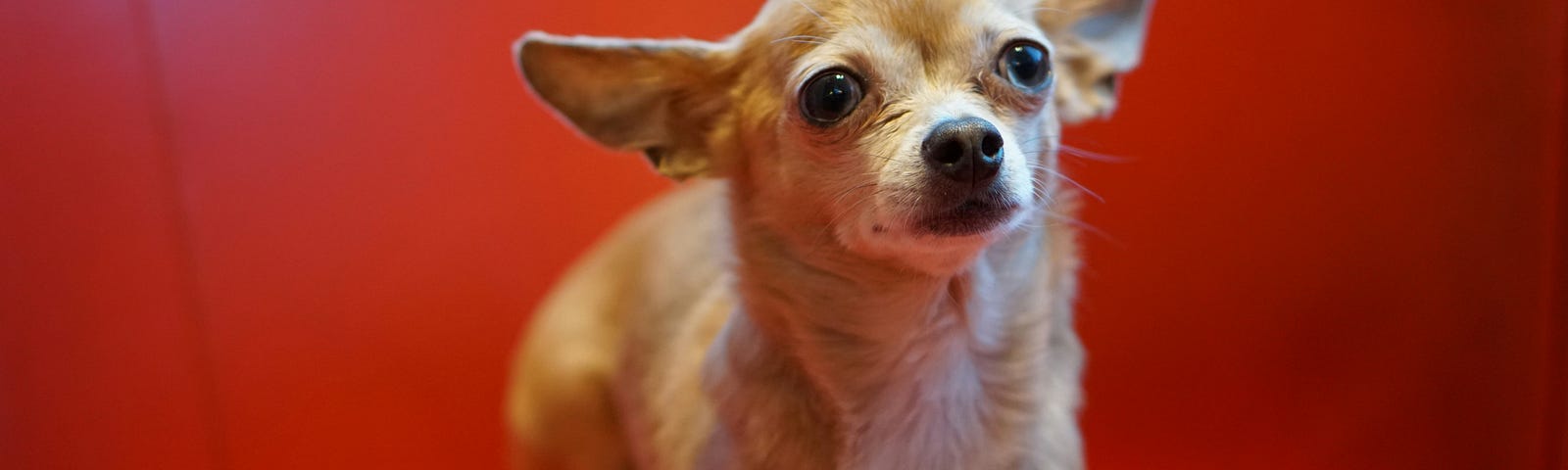 Photo showing a helpless looking Chihuahua dog gazing up at the camera on a reddish-orange background.