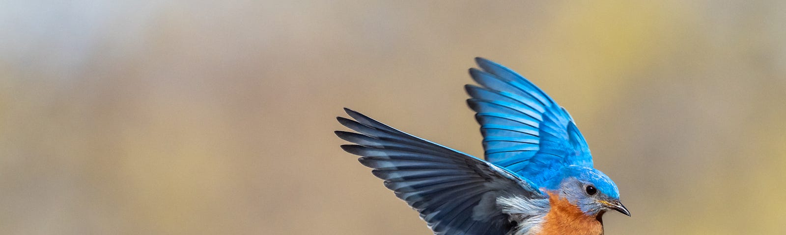 Kingfisher with bright blue wings back and feet forward just landing on wooden fence