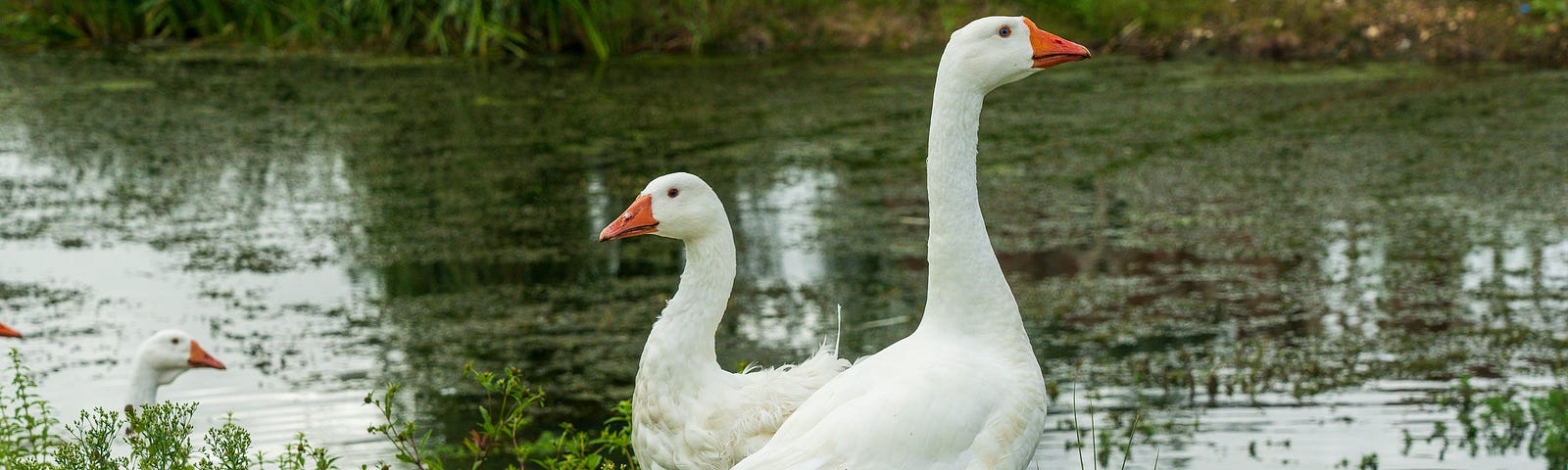 White geese on a green riverbank