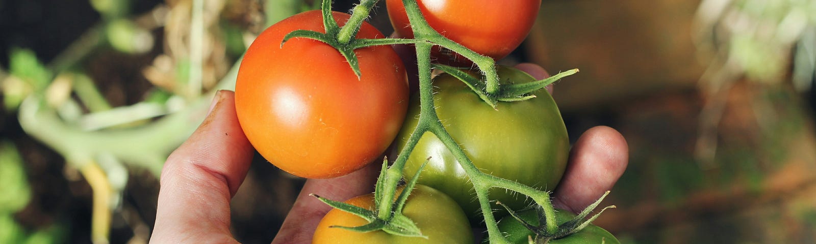 Tomatoes growing on a vine.