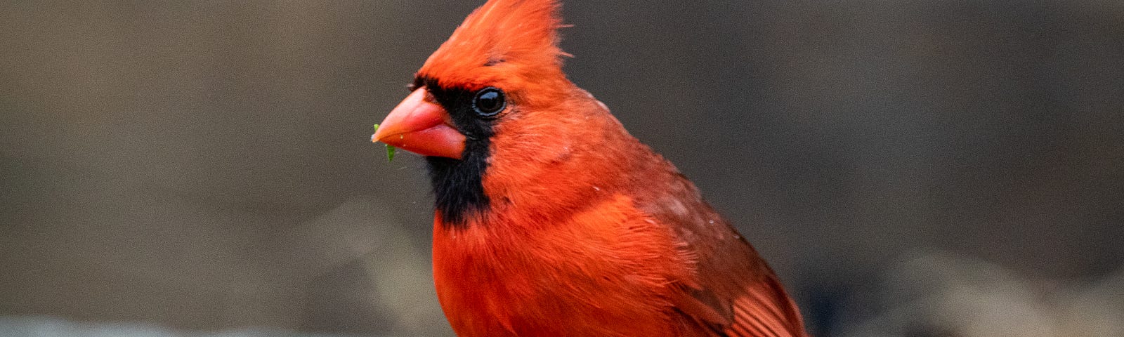 A bright red male cardinal bird.