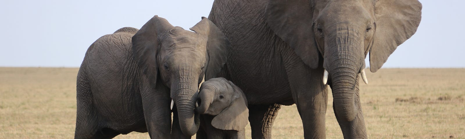 three elephants on the open plains — two parents and a baby.