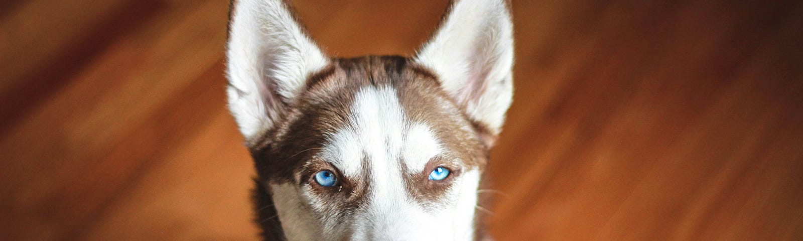 A brown and white husky puppy with piercing ice blue eyes stares at the camera while sitting atop a cherry hardwood floor. The dog is wearing a black or green collar with a dog bone-shaped gold pendant hanging from it slightly to the right.