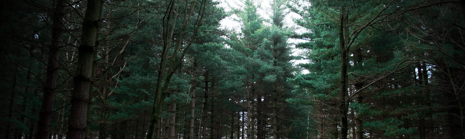 A person stands in a clearing in a pine forest, with crowds of trees in sight, and a clear sky above.