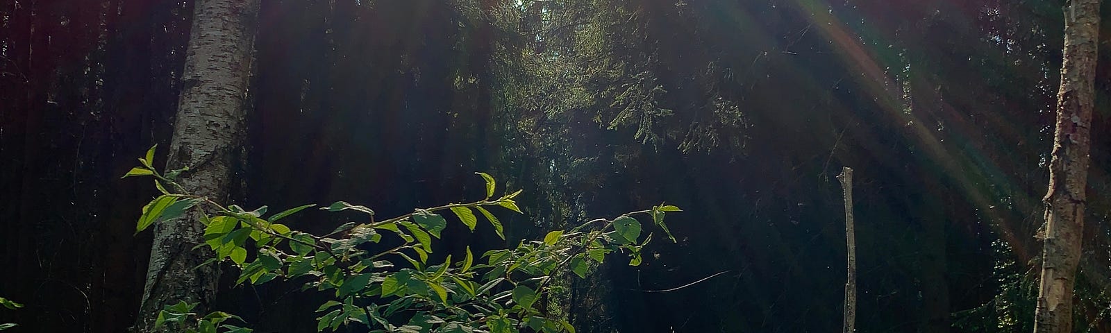 sunlight beams filtering through tree tops into a dark forest clearing