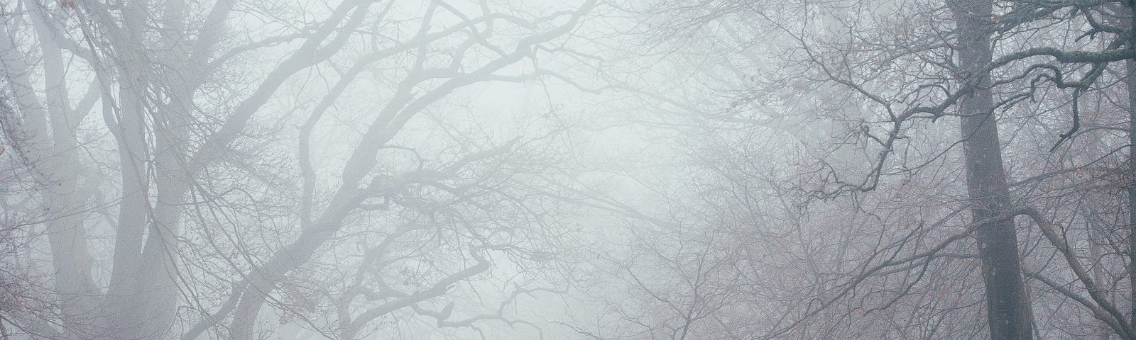 A spooky, ethereal forest road. Enshrouded in fog and enclosed by the grasping fingers of twisting oak branches, silhouetted in the darkness.