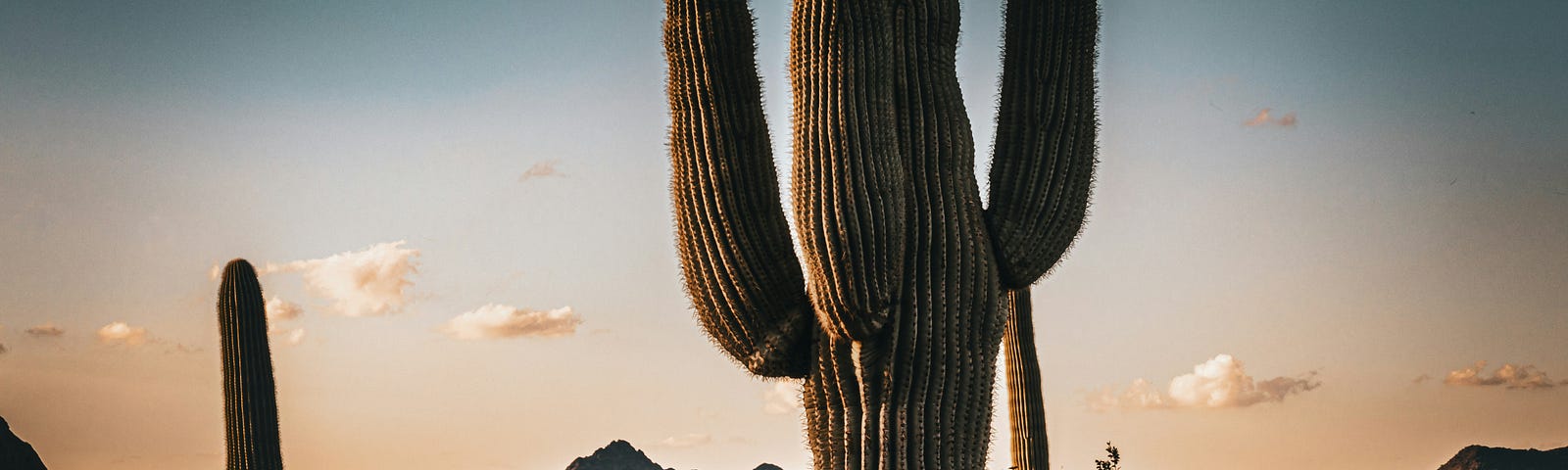 A cactus in the desert