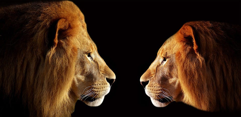 A photograph of two lions staring each other down face to face.