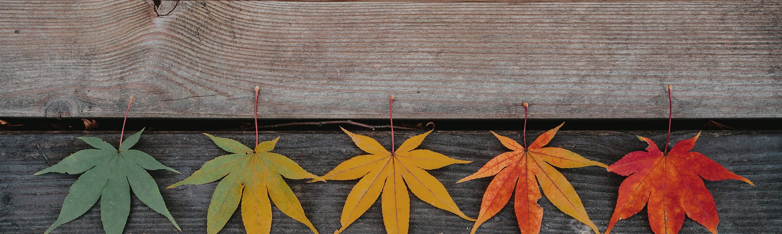 colored leaves on a wooden bench
