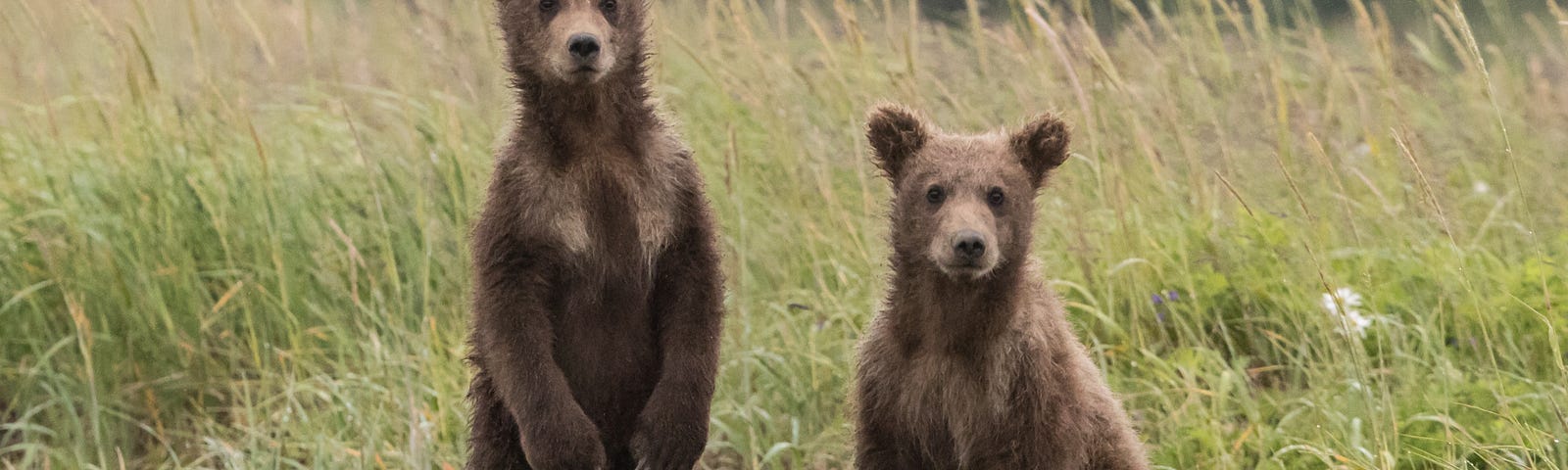 Two young bears look at the camera