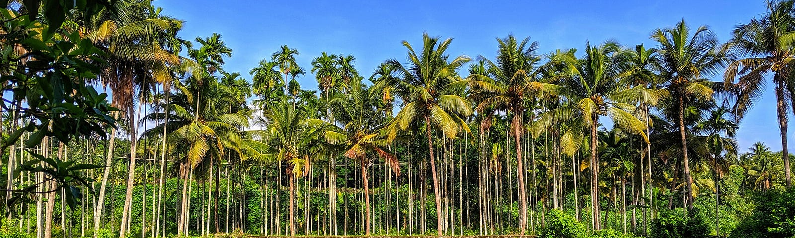A pond surrounded by a lush grove of palm trees under a bright blue sky