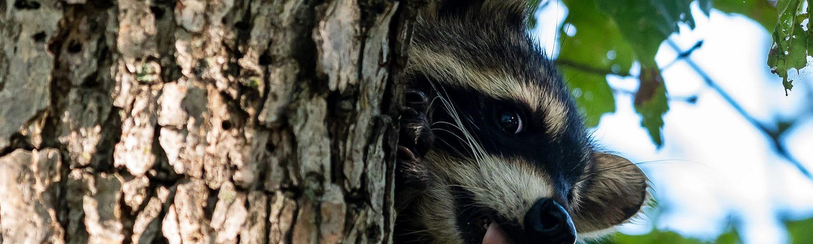 A baby raccoon peers out from behind a tree.