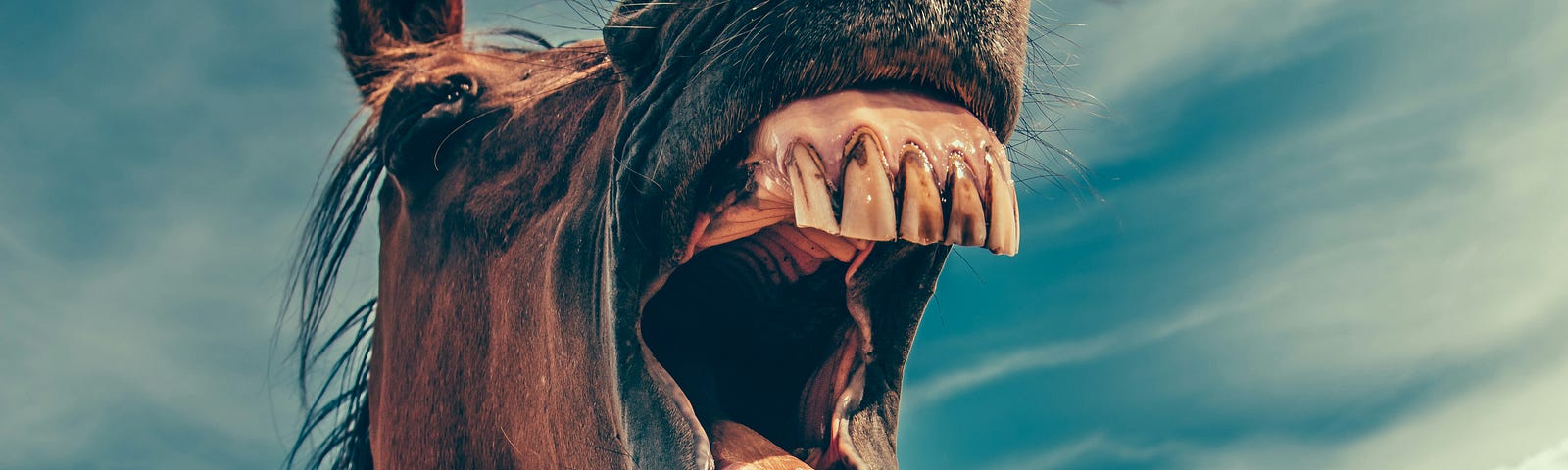 A horse opens its mouth broadly to show its large teeth.