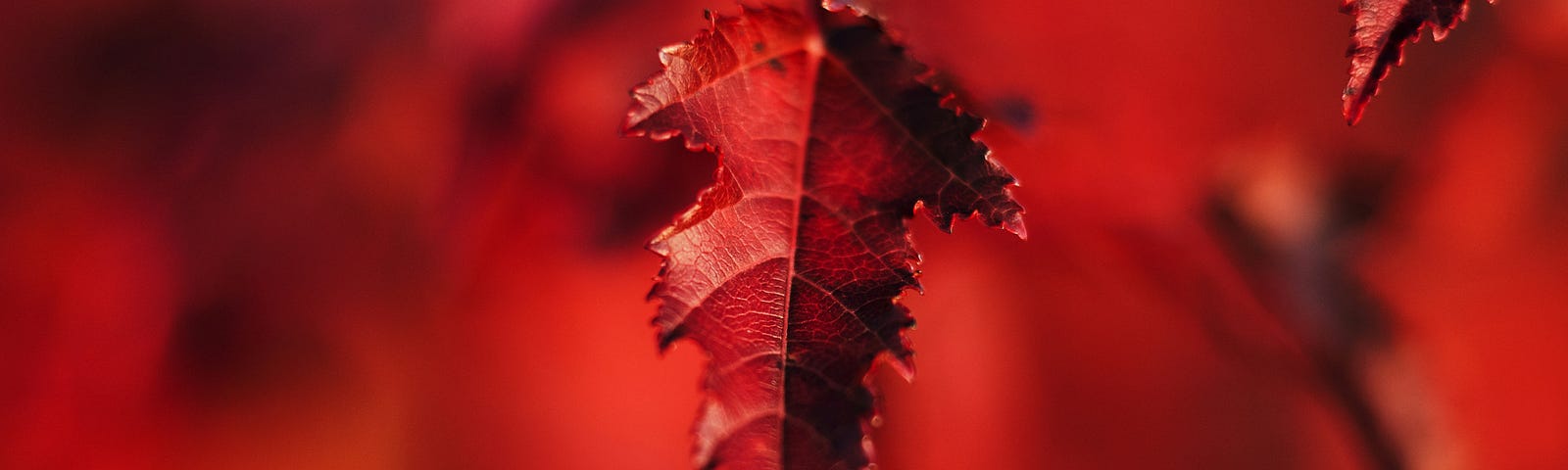 Red leaves in a red environment.