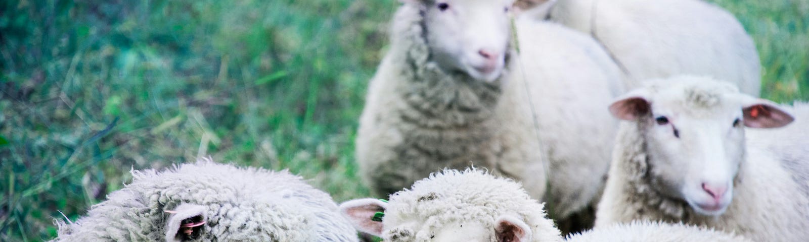 Five sheep on a field of grass. The sheep are looking at the camera like they are taking a selfie.