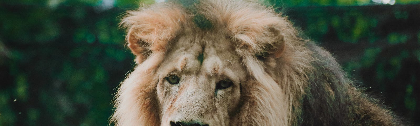 A headshot of a large lion.