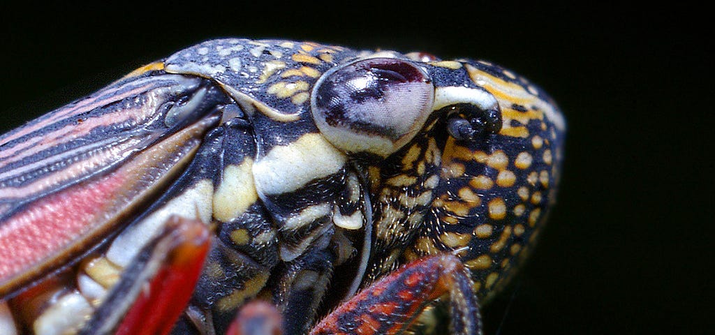 closeup of a leaf hopper’s head and upper thorax