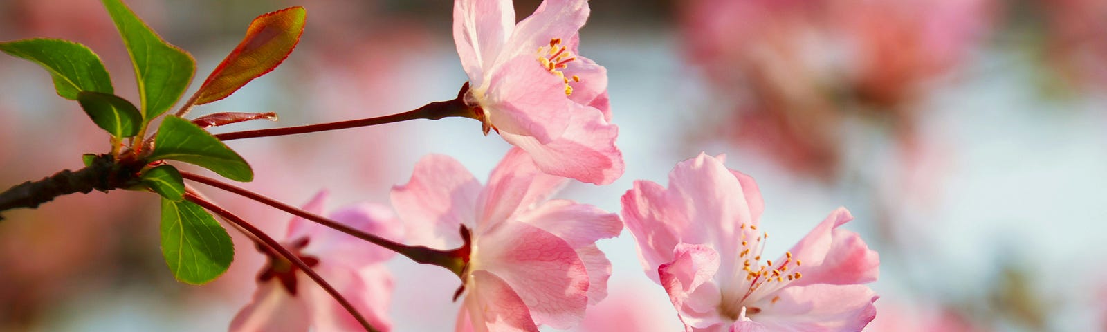 pink begonias