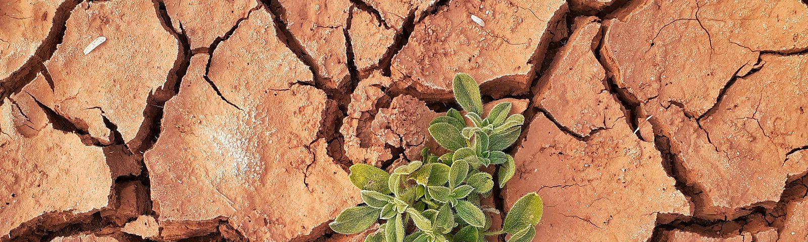 Plants growing in dry, cracked soil