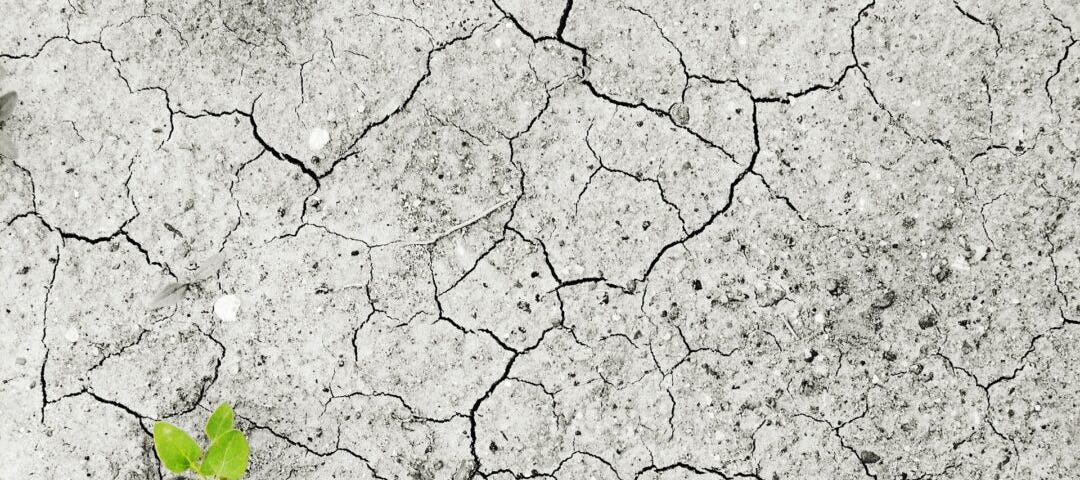 A single small green plant poking through the cracks in the dry earth.