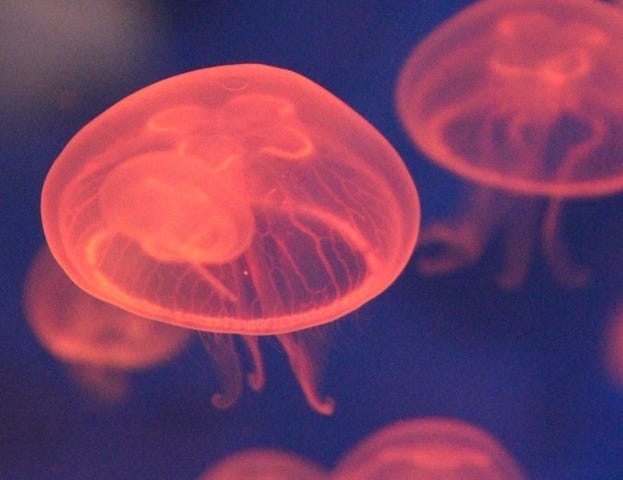 photograph of red transparent jellyfish against a dark background