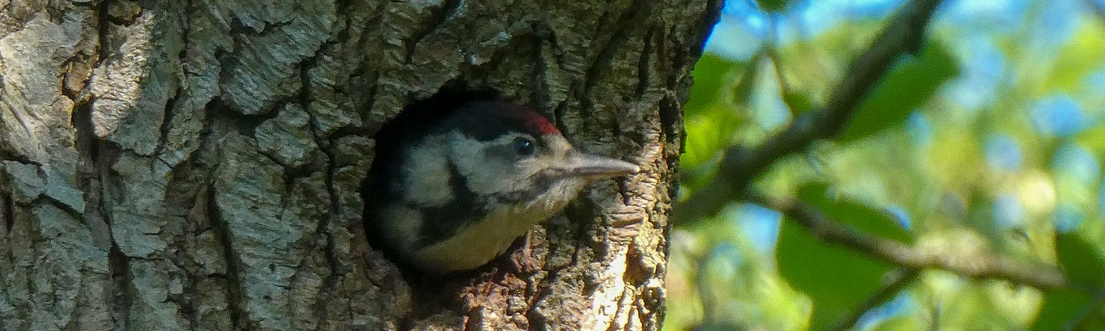 Woodpecker with upper portion of body outside of nest (hole in tree).