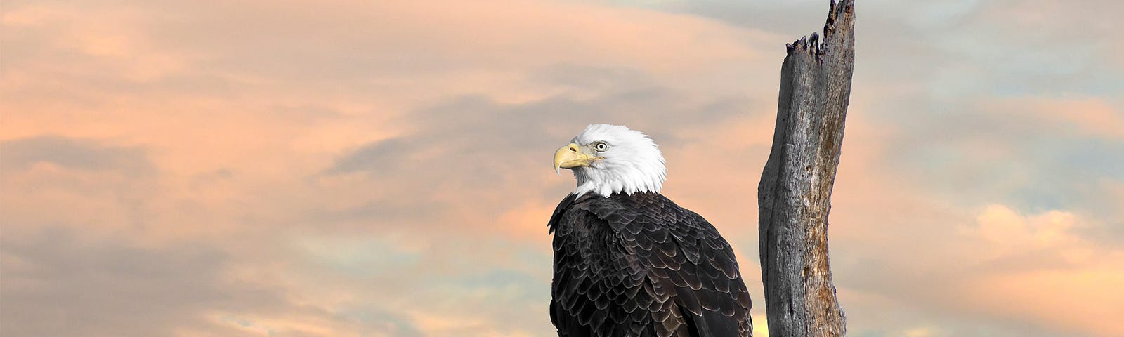 Bald Eagle at Sunset