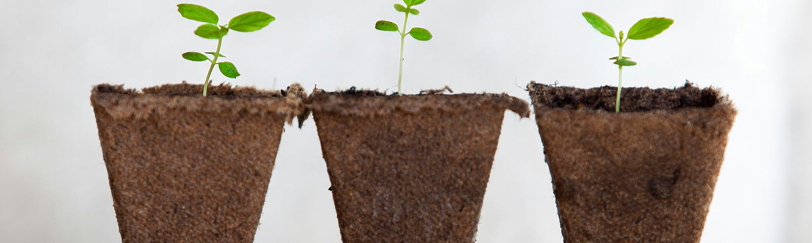 a hand holding 3 potting soil triangles with plants growing in it