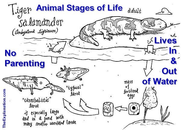 Animal and Human Stages of Life and Sociability reveal that animals and man live on the same planet, they are worlds apart.