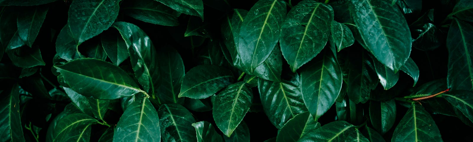 A close up of the leaves of the bay laurel plant in front of a black background.