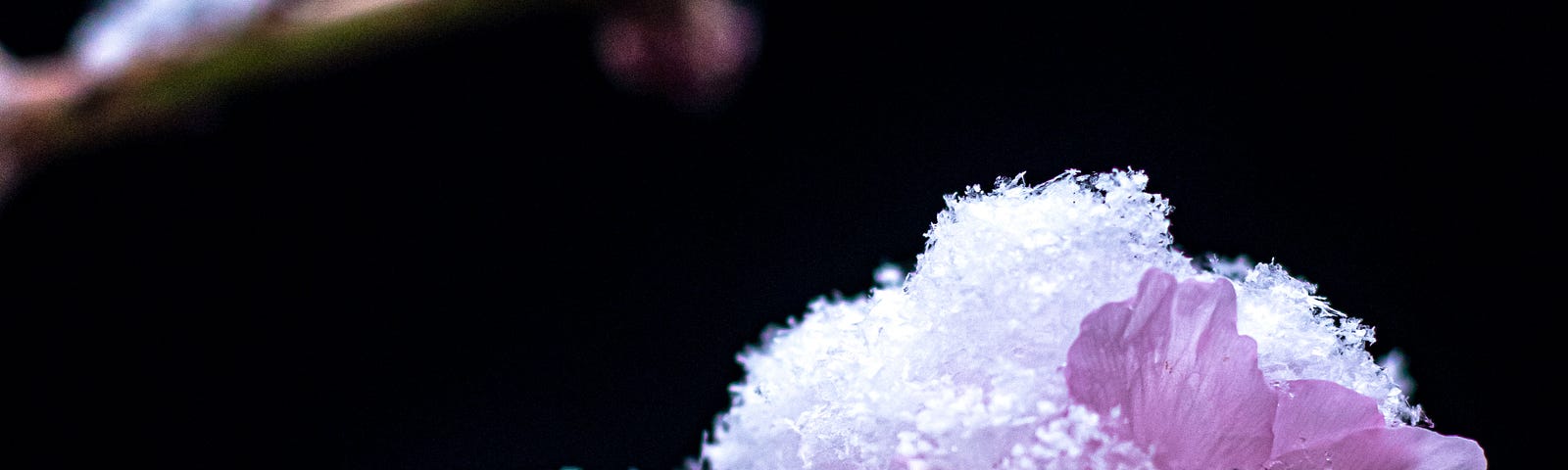 Photo of a light snow on a cherry blossom.