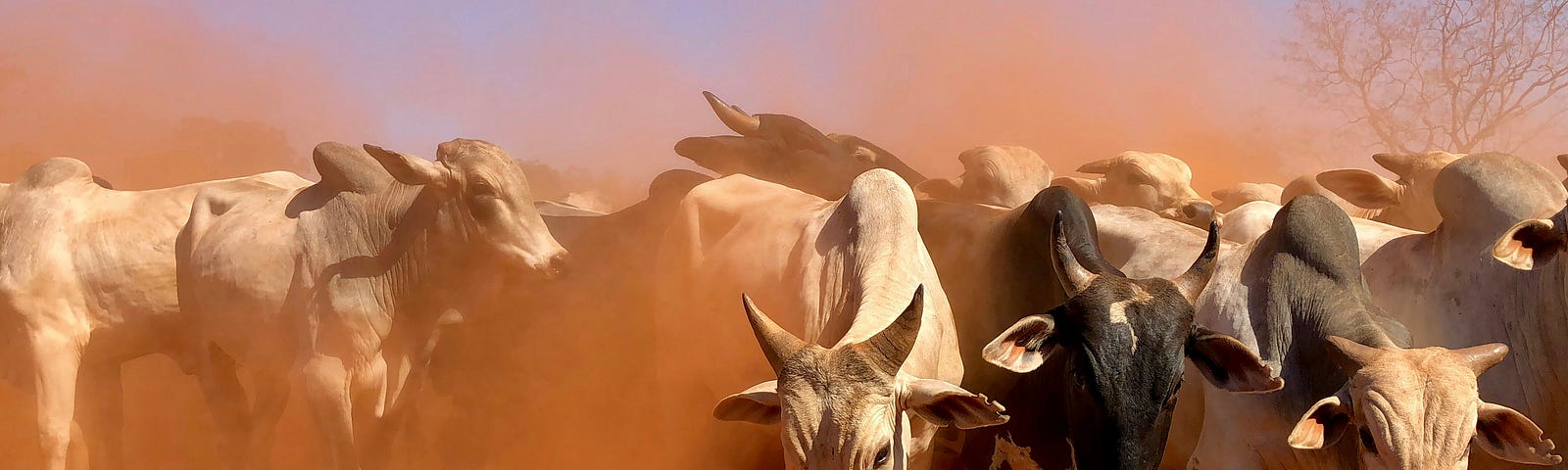 Picture of Cows Being Rounded Up.