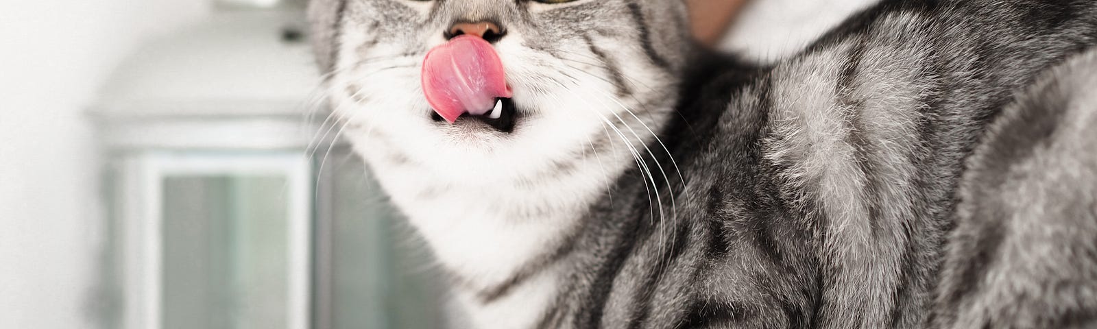 Cat eating from bowl