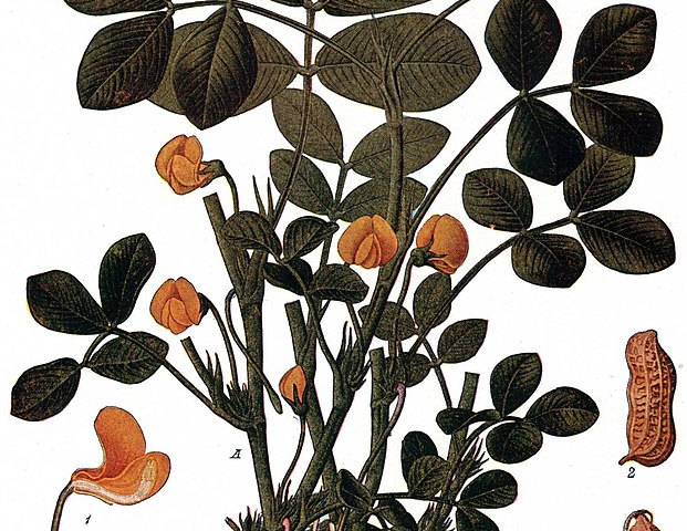 An illustration of a peanut plant. Showing the plants stems, leaves, flowers, the root system with peanuts in shells, and peanuts without shells.