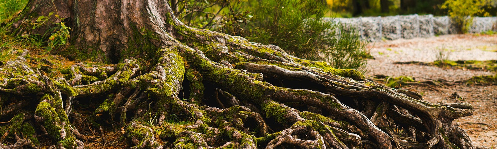 exposed roots of a tree