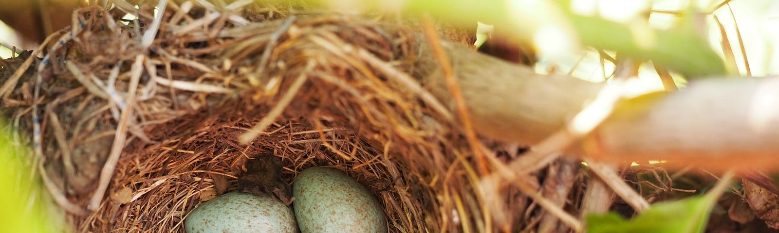 WRITING TIP AND TRICKS Dear Writer, You Really Do Not Have to Write for Every Publication That Accepts You as A Writer Choose carefully, find the right home for your work. The image shows a bird’s nest with four eggs in it. The eggs are speckled blue.