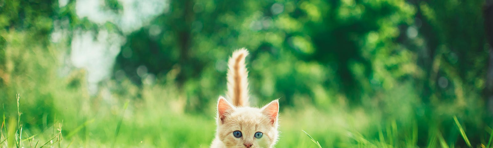 Pale brown and white curious kitten face-on to the camera, walking through a meadow, tail high, ears pricked, eyes wide open.