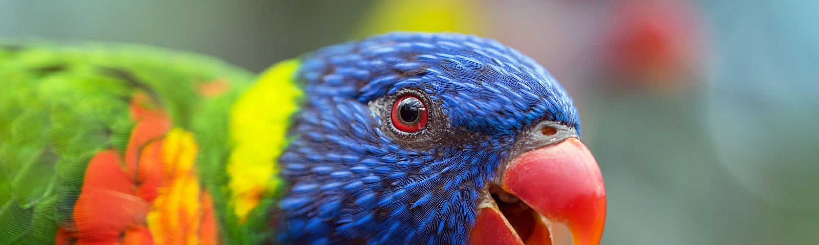A bright multi-colored parrot (green, orange, yellow, blue) peering closely into the camera.