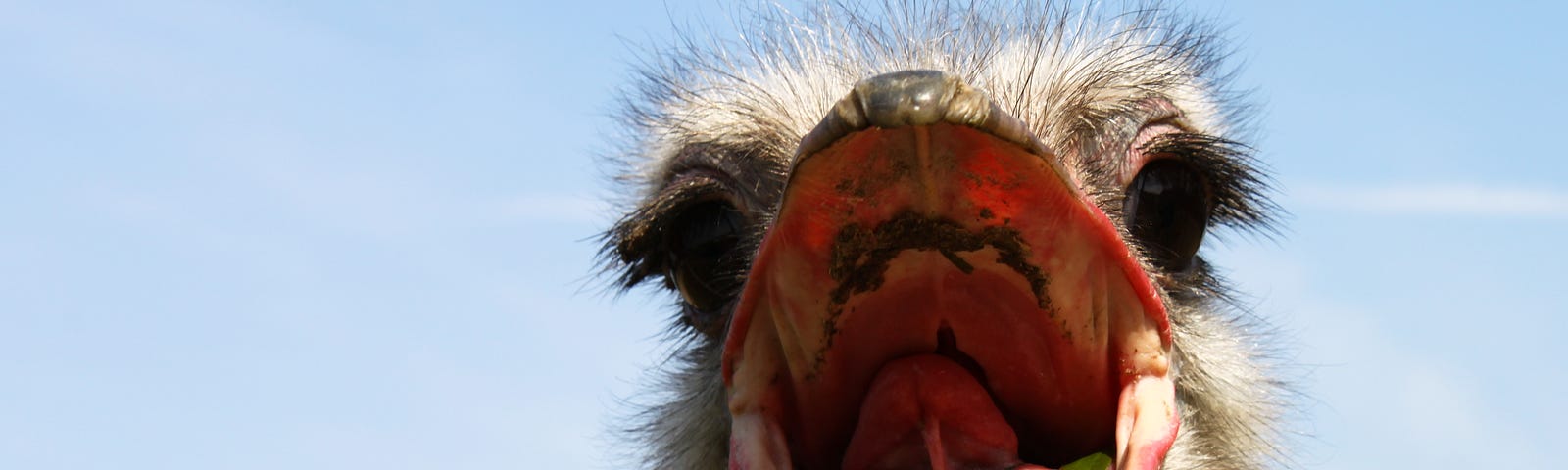 Ostrich with beak open.