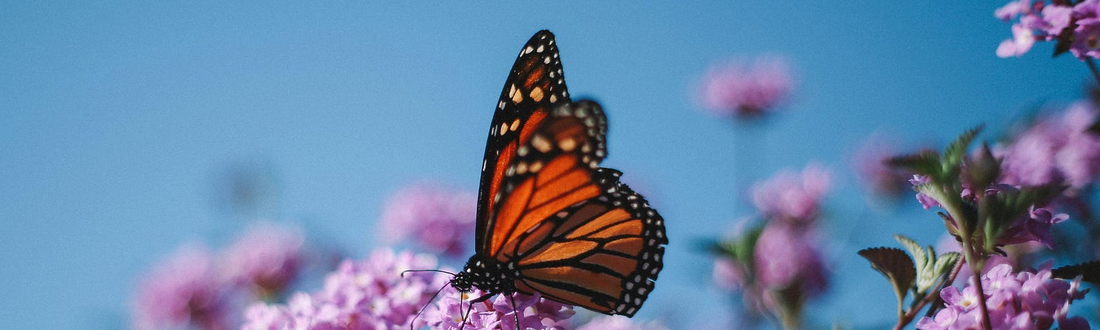 an orange, black, and white monarch butterfly resting on lilac-colored flowers