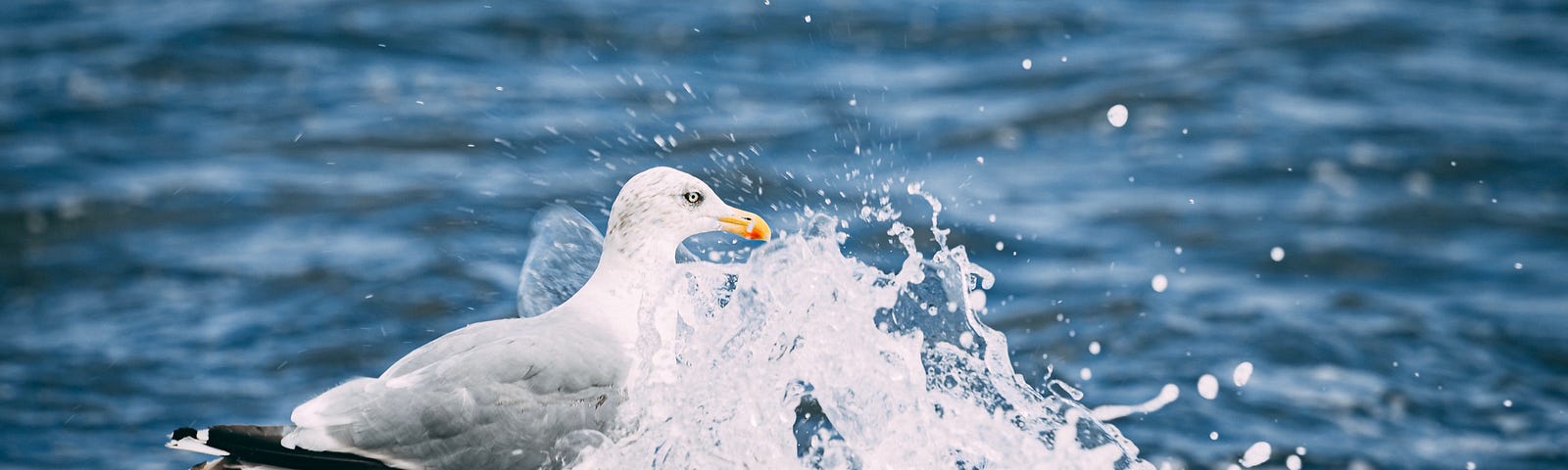 seagull, wave, blue sea, foam