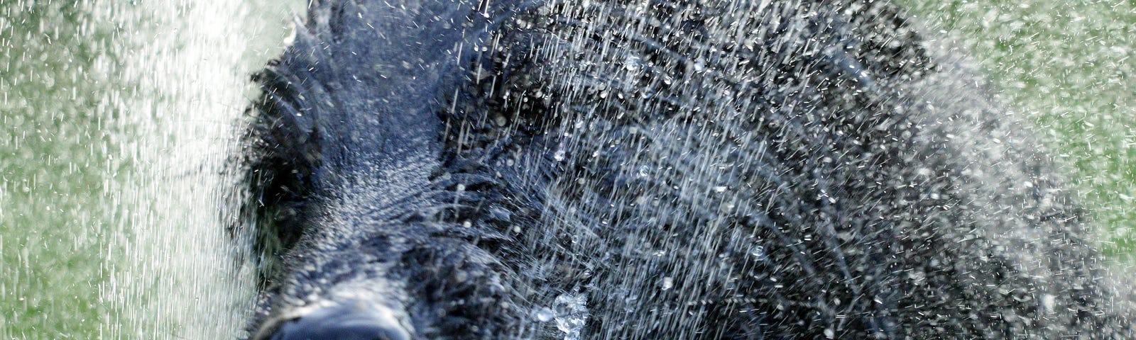 Close-up of large, wet, black dog, shaking itself.