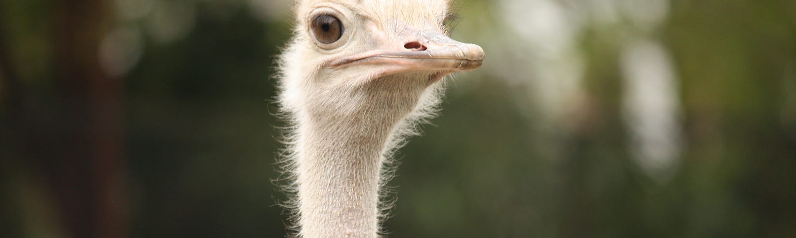 Ostrich’s head and neck