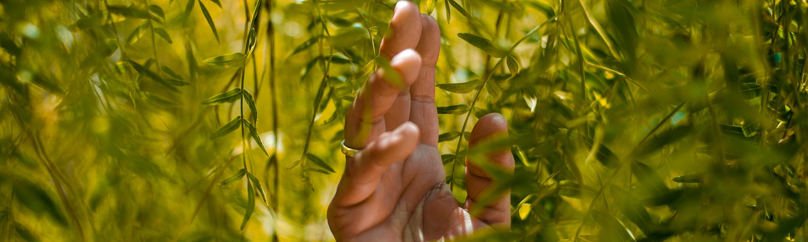 Hand lovingly touching some leaves