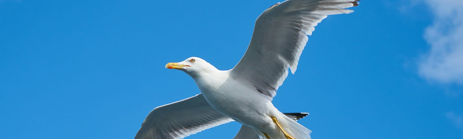 Albatross in flight…